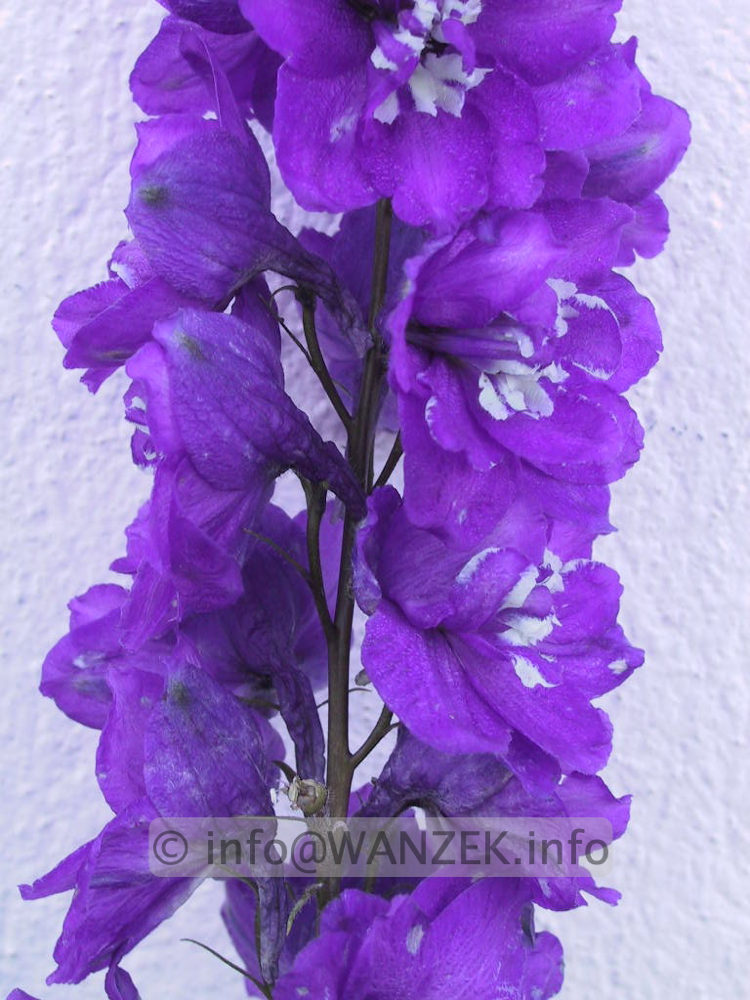 Delphinium cultorum in Farben - dunkelviolett, weisse Biene.jpg